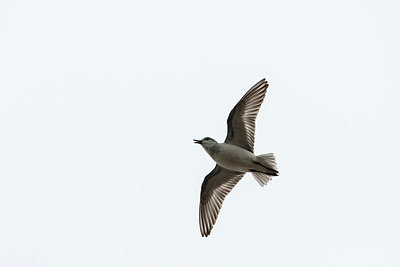 BUITEN BEELD Foto: 230703
