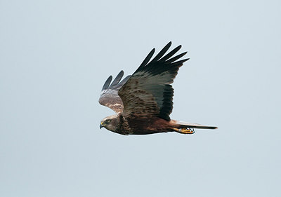 BUITEN BEELD Foto: 230706