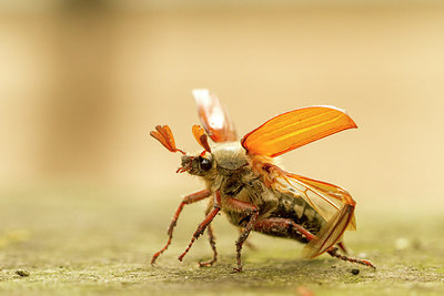 BUITEN BEELD Foto: 230729