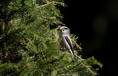 BUITEN BEELD Foto: 230762