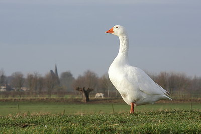 BUITEN BEELD Foto: 230793