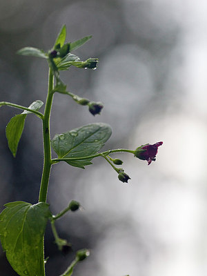 BUITEN BEELD Foto: 230821