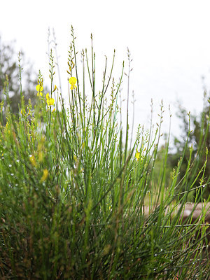 BUITEN BEELD Foto: 230837