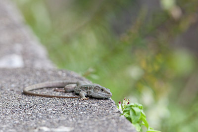 BUITEN BEELD Foto: 230846