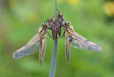 BUITEN BEELD Foto: 230862