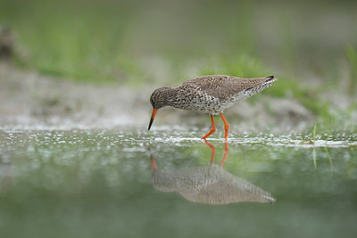 BUITEN BEELD Foto: 230873