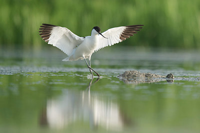 BUITEN BEELD Foto: 230880
