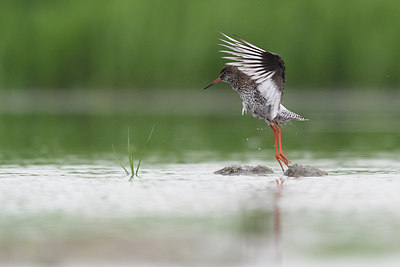 BUITEN BEELD Foto: 230886