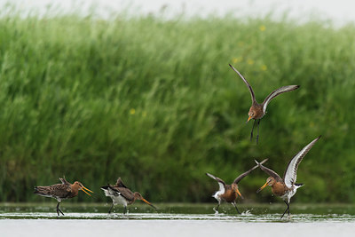 BUITEN BEELD Foto: 230889