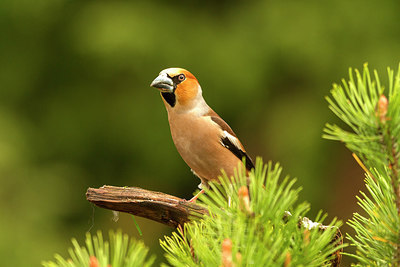 BUITEN BEELD Foto: 230895