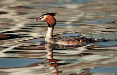 BUITEN BEELD Foto: 230955