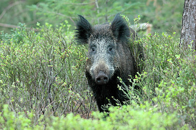 BUITEN BEELD Foto: 230966