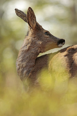 BUITEN BEELD Foto: 230986