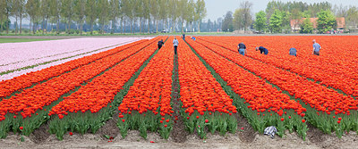 BUITEN BEELD Foto: 231003