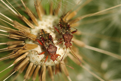 BUITEN BEELD Foto: 231052