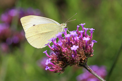 BUITEN BEELD Foto: 231084