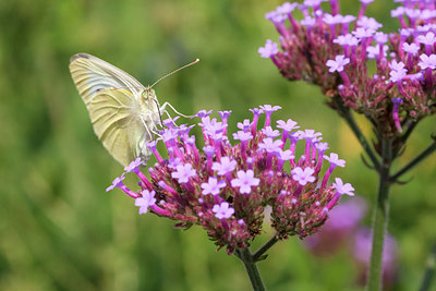 BUITEN BEELD Foto: 231086