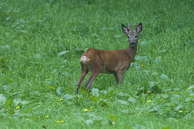 BUITEN BEELD Foto: 231094