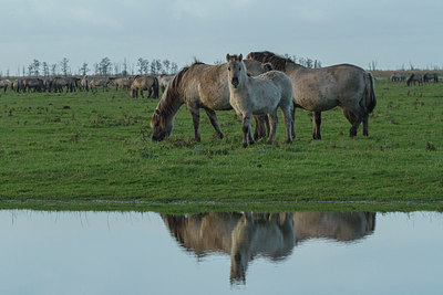 BUITEN BEELD Foto: 231100