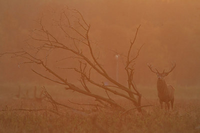 BUITEN BEELD Foto: 231131