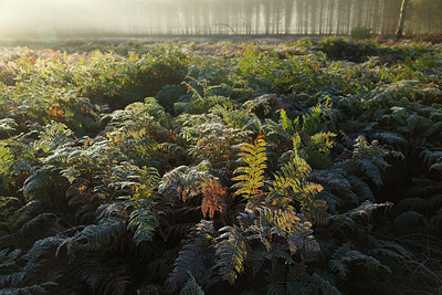 BUITEN BEELD Foto: 231151