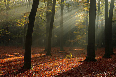 BUITEN BEELD Foto: 231170
