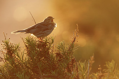 BUITEN BEELD Foto: 231196