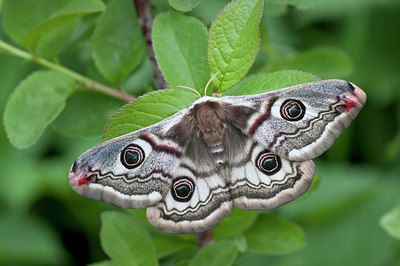 BUITEN BEELD Foto: 231260