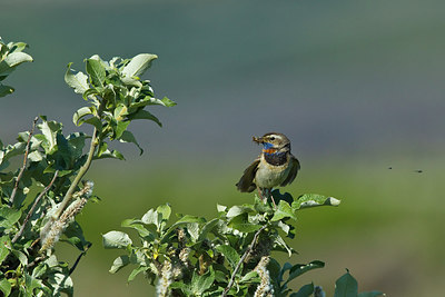 BUITEN BEELD Foto: 231269