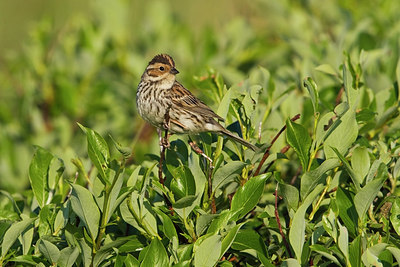 BUITEN BEELD Foto: 231276