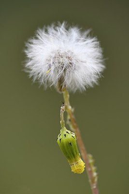 BUITEN BEELD Foto: 231307