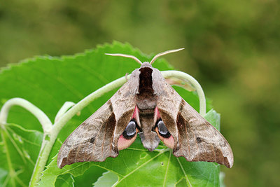 BUITEN BEELD Foto: 231312