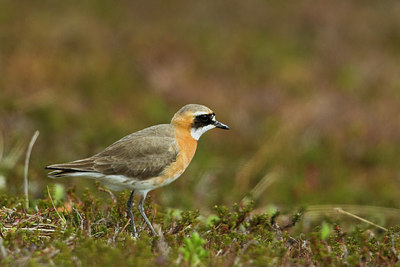 BUITEN BEELD Foto: 231322