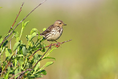 BUITEN BEELD Foto: 231328