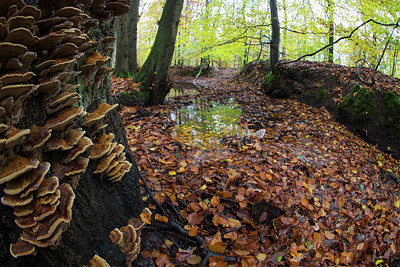 BUITEN BEELD Foto: 231364