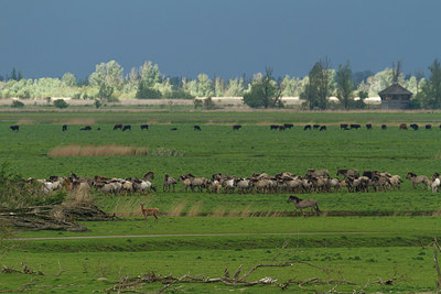 BUITEN BEELD Foto: 231383