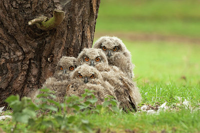 BUITEN BEELD Foto: 231425