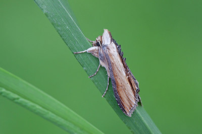 BUITEN BEELD Foto: 231426