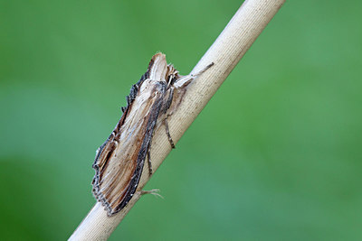 BUITEN BEELD Foto: 231427