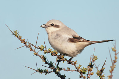 BUITEN BEELD Foto: 231450