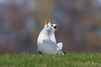BUITEN BEELD Foto: 231557