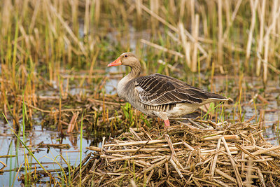 BUITEN BEELD Foto: 231598