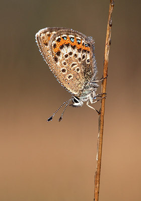 BUITEN BEELD Foto: 231624
