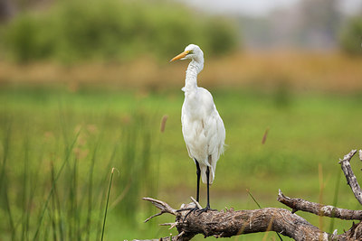 BUITEN BEELD Foto: 231646