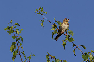 BUITEN BEELD Foto: 231668