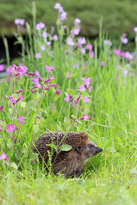 BUITEN BEELD Foto: 231687