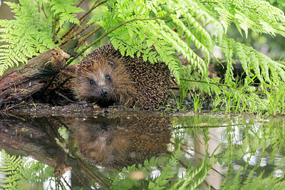 BUITEN BEELD Foto: 231690