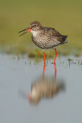 BUITEN BEELD Foto: 231693