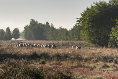 BUITEN BEELD Foto: 231727