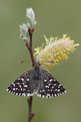 BUITEN BEELD Foto: 231730